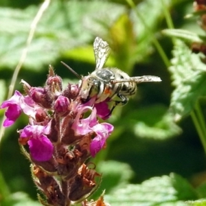 Megachile (Eutricharaea) macularis at Acton, ACT - 12 Mar 2019