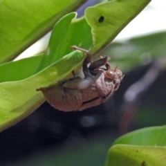 Psaltoda moerens (Redeye cicada) at Acton, ACT - 11 Mar 2019 by RodDeb