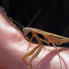 Tenodera australasiae (Purple-winged mantid) at Hackett, ACT - 12 Mar 2019 by RodDeb