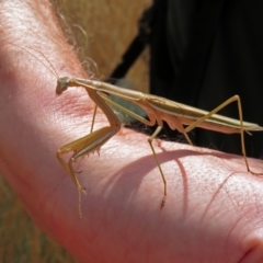 Tenodera australasiae at Hackett, ACT - 12 Mar 2019