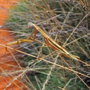 Tenodera australasiae at Hackett, ACT - 12 Mar 2019 12:37 PM