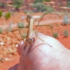 Tenodera australasiae at Hackett, ACT - 12 Mar 2019 12:37 PM