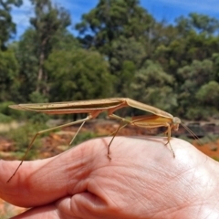 Tenodera australasiae at Hackett, ACT - 12 Mar 2019 12:37 PM