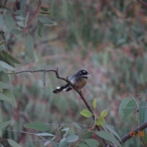 Rhipidura albiscapa at Deakin, ACT - 12 Mar 2019