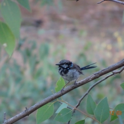 Malurus cyaneus (Superb Fairywren) at Deakin, ACT - 12 Mar 2019 by TomT