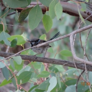 Malurus cyaneus at Deakin, ACT - 12 Mar 2019 07:11 PM