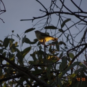 Smicrornis brevirostris at Deakin, ACT - 12 Mar 2019