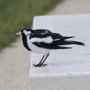 Grallina cyanoleuca at Queanbeyan, NSW - 13 Mar 2019