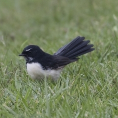 Rhipidura leucophrys (Willie Wagtail) at Queanbeyan, NSW - 12 Mar 2019 by Alison Milton