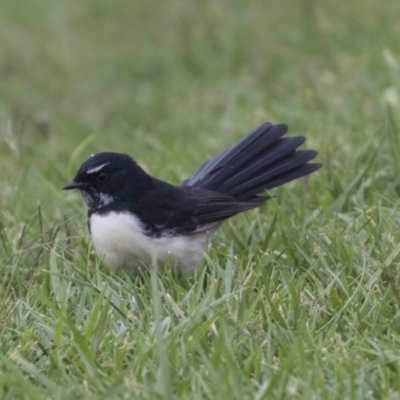Rhipidura leucophrys (Willie Wagtail) at Queanbeyan, NSW - 13 Mar 2019 by AlisonMilton