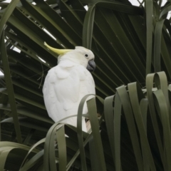 Cacatua galerita (Sulphur-crested Cockatoo) at Queanbeyan, NSW - 12 Mar 2019 by Alison Milton
