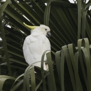 Cacatua galerita at Queanbeyan, NSW - 13 Mar 2019