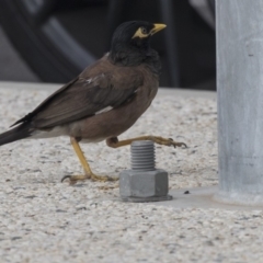 Acridotheres tristis (Common Myna) at Queanbeyan River - 12 Mar 2019 by AlisonMilton