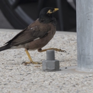 Acridotheres tristis at Queanbeyan, NSW - 13 Mar 2019