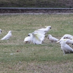 Cacatua sanguinea at Queanbeyan East, NSW - 13 Mar 2019