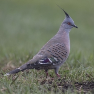 Ocyphaps lophotes at Queanbeyan, NSW - 13 Mar 2019