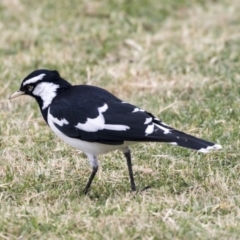 Grallina cyanoleuca (Magpie-lark) at Queanbeyan East, NSW - 13 Mar 2019 by AlisonMilton