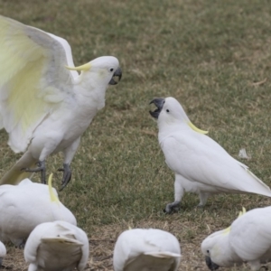 Cacatua galerita at Queanbeyan East, NSW - 13 Mar 2019