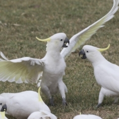 Cacatua galerita at Queanbeyan East, NSW - 13 Mar 2019