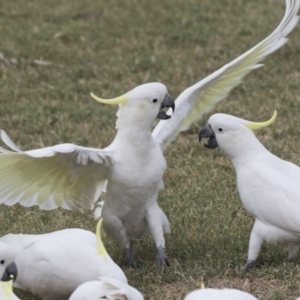 Cacatua galerita at Queanbeyan East, NSW - 13 Mar 2019