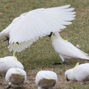 Cacatua galerita at Queanbeyan East, NSW - 13 Mar 2019