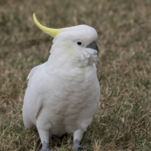 Cacatua galerita at Queanbeyan East, NSW - 13 Mar 2019