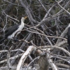 Microcarbo melanoleucos (Little Pied Cormorant) at Queanbeyan, NSW - 12 Mar 2019 by Alison Milton