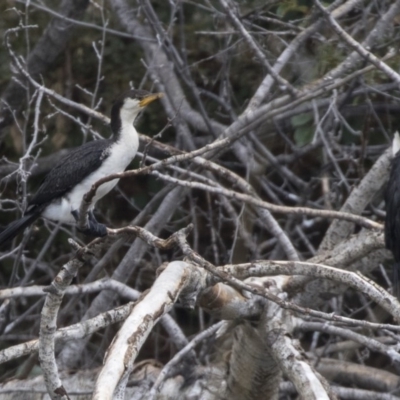 Microcarbo melanoleucos (Little Pied Cormorant) at Queanbeyan, NSW - 13 Mar 2019 by AlisonMilton