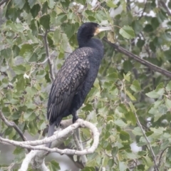 Phalacrocorax carbo (Great Cormorant) at Queanbeyan, NSW - 13 Mar 2019 by AlisonMilton