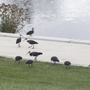 Threskiornis spinicollis at Queanbeyan, NSW - 13 Mar 2019