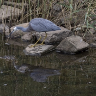 Egretta novaehollandiae (White-faced Heron) at Queanbeyan River - 13 Mar 2019 by AlisonMilton