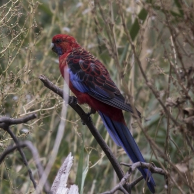 Platycercus elegans (Crimson Rosella) at Queanbeyan East, NSW - 13 Mar 2019 by Alison Milton