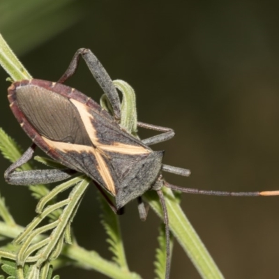 Mictis profana (Crusader Bug) at Queanbeyan River - 13 Mar 2019 by AlisonMilton