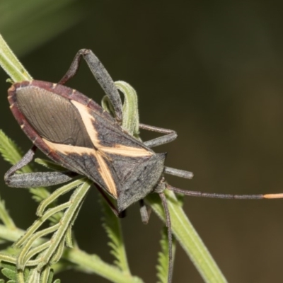 Mictis profana (Crusader Bug) at Queanbeyan East, NSW - 13 Mar 2019 by AlisonMilton