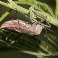 Mictis profana at Queanbeyan East, NSW - 13 Mar 2019