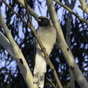 Coracina novaehollandiae at Greenway, ACT - 10 Mar 2019