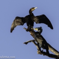 Phalacrocorax carbo (Great Cormorant) at Pine Island to Point Hut - 9 Mar 2019 by BIrdsinCanberra