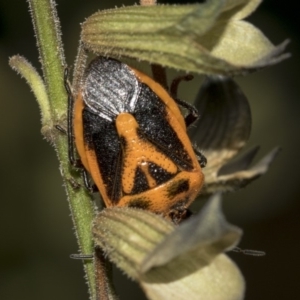 Agonoscelis rutila at Higgins, ACT - 13 Mar 2019