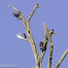 Artamus cyanopterus cyanopterus (Dusky Woodswallow) at Pine Island to Point Hut - 9 Mar 2019 by BIrdsinCanberra