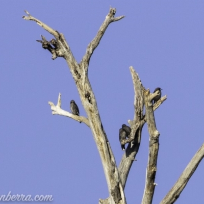 Artamus cyanopterus cyanopterus (Dusky Woodswallow) at Greenway, ACT - 9 Mar 2019 by BIrdsinCanberra