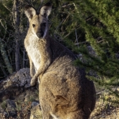 Notamacropus rufogriseus (Red-necked Wallaby) at Greenway, ACT - 9 Mar 2019 by BIrdsinCanberra
