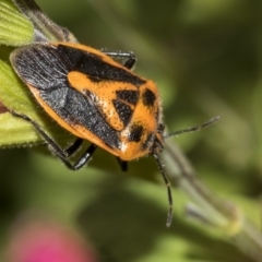 Agonoscelis rutila (Horehound bug) at Queanbeyan River - 12 Mar 2019 by AlisonMilton