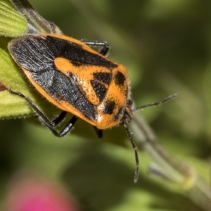 Agonoscelis rutila at Queanbeyan East, NSW - 13 Mar 2019 10:27 AM