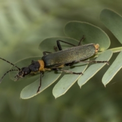 Chauliognathus lugubris (Plague Soldier Beetle) at Queanbeyan River - 13 Mar 2019 by AlisonMilton