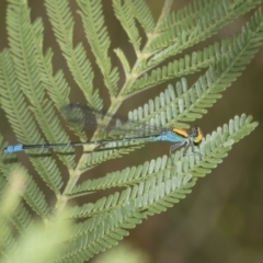 Pseudagrion aureofrons (Gold-fronted Riverdamsel) at Queanbeyan River - 13 Mar 2019 by AlisonMilton