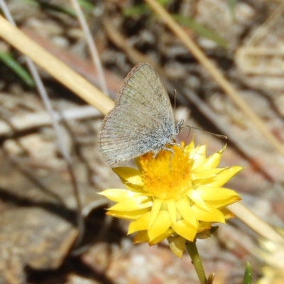 Zizina otis (Common Grass-Blue) at Kambah, ACT - 11 Mar 2019 by MatthewFrawley