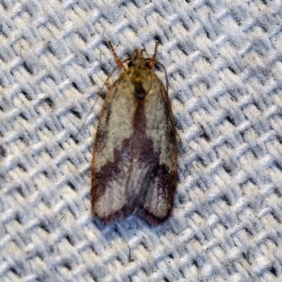 Garrha phoenopis (Garrha phoenopis) at O'Connor, ACT - 9 Mar 2019 by ibaird