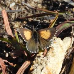 Lucia limbaria (Chequered Copper) at Kambah, ACT - 11 Mar 2019 by MatthewFrawley