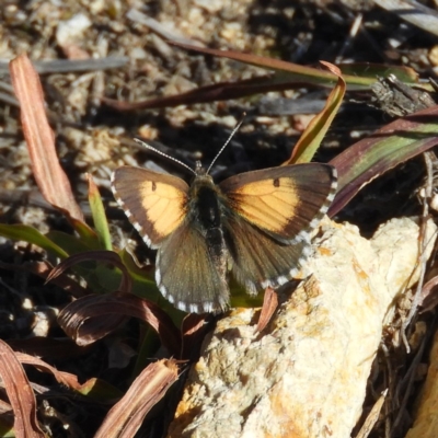 Lucia limbaria (Chequered Copper) at Kambah, ACT - 11 Mar 2019 by MatthewFrawley