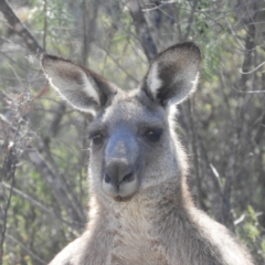 Macropus giganteus (Eastern Grey Kangaroo) at Mount Taylor - 11 Mar 2019 by MatthewFrawley